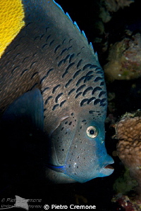 Blue Angelfish (Pomacanthus maculosus) by Pietro Cremone 